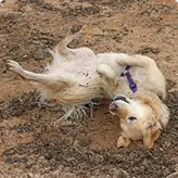 Dirt