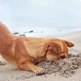 Sand