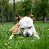 Grass