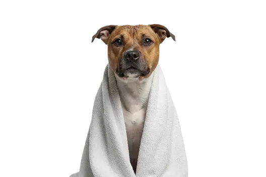 Normal Towels